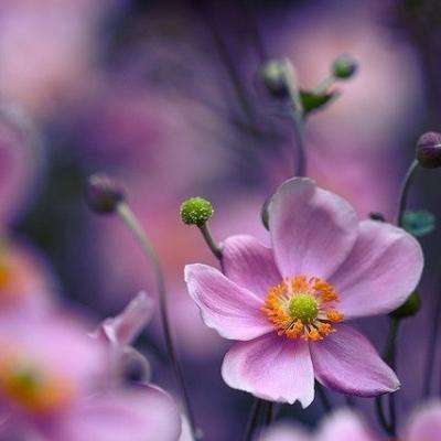 一分三快appapp下载